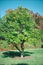 Healthy chinese chestnut trees live longer than 150 years and grow in u.s. Enh287 St128 Castanea Mollissima Chinese Chestnut