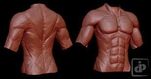 Pectoral muscles are most predominantly associated with movement of the shoulders and arms. Anatomy Study Chest Muscles By Dipnusurf On Deviantart