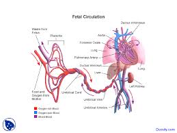 64 Reasonable Fetal Blood Circulation Flow Chart