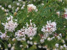 Image result for Eriosema youngii