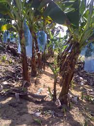 Tapi nanti dulu, ada lagi 3. Panduan Menanam Pisang Fertile Lands