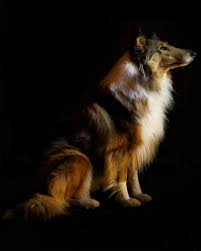 Rough Collie Princess Nessa Citrine Dream Cgca Tka Fdc Rough Collie Animals Collie