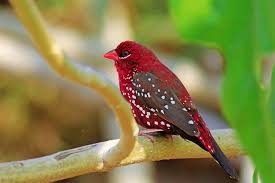 Bila dilihat sekilas kedua jenis lovebird baik yang jantan dan betina memang. Karakteristik Dan Cara Perawatan Burung Stawberry Finch Paling Tepat