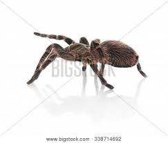 Check spelling or type a new query. Striped Knee Tarantula Image Photo Free Trial Bigstock