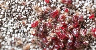Image result for red mite