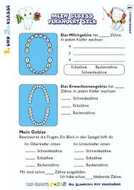 Der zahnwechsel von den milchzähnen zum bleibenden gebiss findet meist zwischen dem siebten und zwölften lebensjahr statt. Mein Gebiss Mentadent