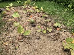 Spread the composted manure over the garden 1/2 inch thick. How To Use Chicken Manure Safely In The Garden Gardening