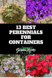 8 317 просмотров 8,3 тыс. 13 Best Perennials For Containers Garden Lovers Club Best Perennials Container Gardening Flowers Garden Lovers Club