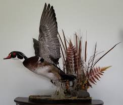 Pin By Wendell Taylor On Duck Ideas Waterfowl Taxidermy Duck Mount Taxidermy