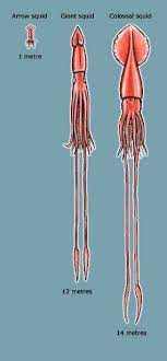 Pin On Colossal Squid