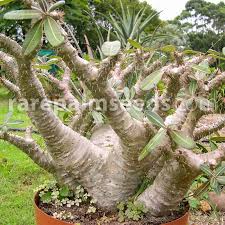 Image result for Pachycarpus lineolatus
