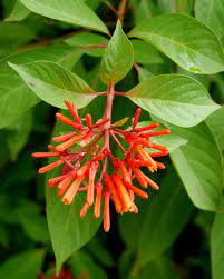 Scarlet rosemallow (hibiscus coccineus) tropical sage (salvia coccine). Favorite Hummingbird Plants Native Nurseries