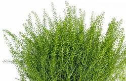 Image result for Lepidium