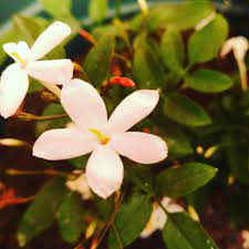 ياسمين jasmine yasmin yasemin gul instagram posts instagram ana