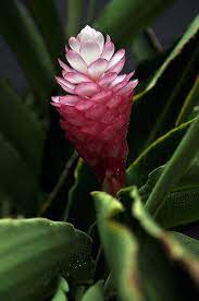 Pin On Hawaii
