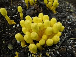 But controlling fungus gnats is safer and cheaper than you would expect. Leucocoprinus Birnbaumii The Ultimate Mushroom Guide
