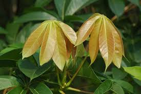 Image result for Sterculia mhosya