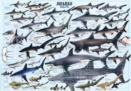 Shark Chart Shark Species Of Sharks Marine Biology