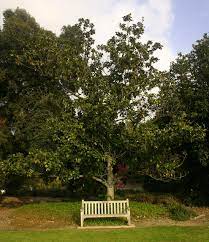 Southern magnolia tree (magnolia grandiflora). Ufei Selectree A Tree Selection Guide