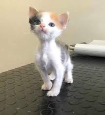 While female calico cats are quite common, true male calicos are rare and of particular interest for the combination of their unique coloration and sex. Kitten With Small Body But Strong Will To Live Transforms Into Gorgeous Calico Cat Love Meow