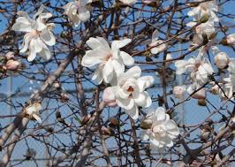 Image result for Magnolia White 1980 Amos and Sons