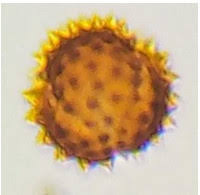 Image result for Aspilia mendoncae