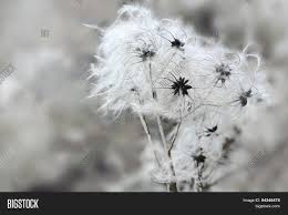 Check spelling or type a new query. Seed Heads Clematis Image Photo Free Trial Bigstock