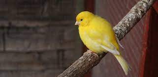 Sonar Con Pajaros Amarillos Significado Completo