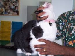 Pick up cat and cradle it in the crook of your left arm as if holding a baby. How To Give A Cat A Tablet Adelaidevet