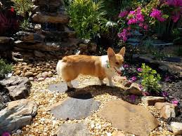 Corgi puppies florida for sale. Home