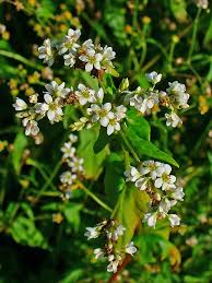 Image result for Fagopyrum esculentum