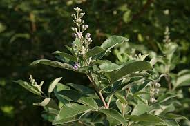 Image result for Vitex trifolia