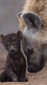 Hyenas Are Wonderful Parents They Even Have A Creche Where All Pups Of A Similar Age Are Brought Up Together From Different Moth Hyena Weird Animals Wild Dogs
