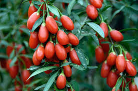 Goji Berry Fruit at Rs 1300/kilogram | Goji Berry, Gogi Berry, वुल्फबेरी - Jyoti Traders, Chennai | ID: 7660227255
