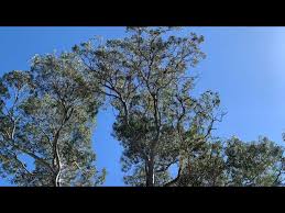Image result for Eucalyptus tereticornis