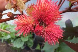 Image result for Ricinus