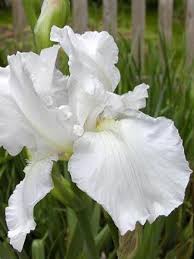 Iris Des Jardins Immortality Iris Germanica Le Jardin Du Pic Vert Fleurs Blanches Jardins Iris Fleur