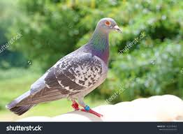 Homing Pigeon Racing Pigeon Or Domestic Pigeon Latin Columba Livia Domestica Taking A Break From Its Long Flight Racing Pigeons Homing Pigeons Spring In Italy