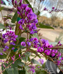 Image result for Hardenbergia