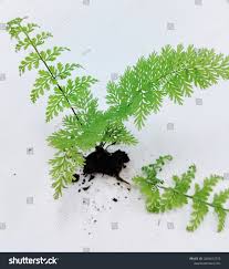 Image result for Hymenophyllaceae