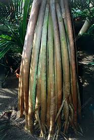 Image result for Pandanus utilis