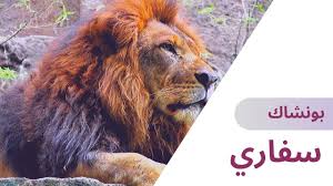 سفاري بونشاك افضل حديقة حيوان في اندونيسيا Youtube