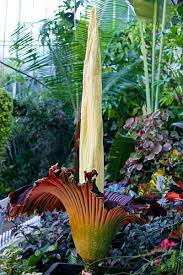 9 Weird Plants That Ll Get You In The Halloween Spirit Weird Plants Common Garden Plants Plants