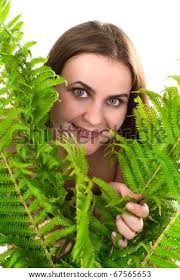 Fern white Stock Images
