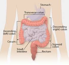 Stomach and intestinal cancer is also known as leiomyosarcoma, which arises from the smooth muscles of the stomach and intestines. Colorectal Cancer Physiopedia