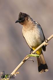 Garden Birds Of South Africa Common Bulbul 3 South African Birds Wild Birds Photography Bird Photography