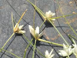 Image result for Cyperus niveus