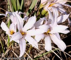 Image result for Xerophyta retinervis