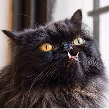 Meet Princess Monster Truck A Poor Cat That Was Rescued From The Streets Bored Panda