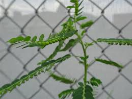 Image result for Phyllanthus fraternus